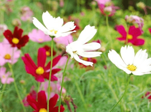 步入4月下旬 4属相吉星照耀 富贵花开好运来 生活顺水顺风 财运