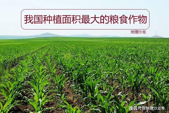 天博官方网水稻、小麦和玉米这三种食粮作物中玉米在我国莳植面积竟然最大(图1)