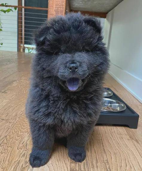 每次出门都被举报私养黑熊主人崩溃它真的是狗