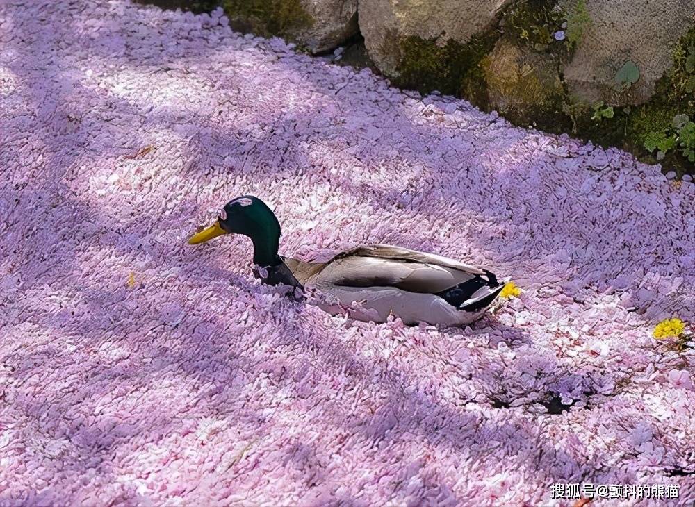 在樱花花瓣交织而成的地毯上滑行的鸭子 宛如梦幻般美丽的画
