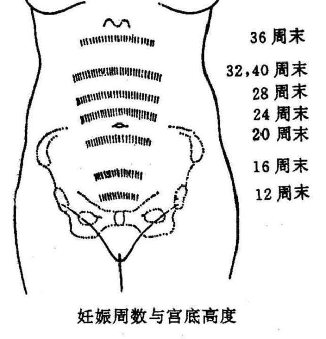 宫底高度与孕周图片