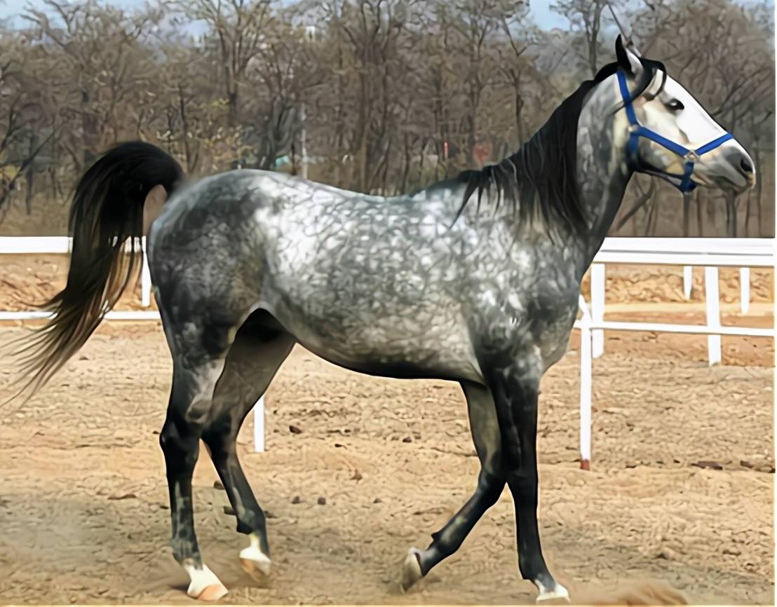 日本并非产马大国,为何却能在二战时,向战场投入三十万匹战马?