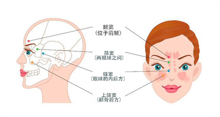 成對,共四對,分別為額竇,上頜竇,蝶竇和篩竇,且均有竇口與鼻腔相通