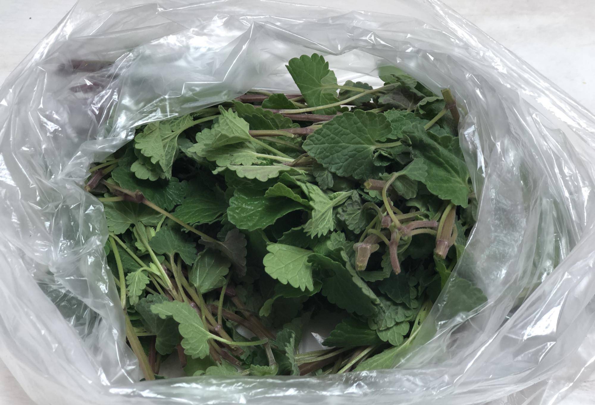 农村这种野菜很多人看不上,富含钙和胡萝卜素,用来炒鸡蛋特别香