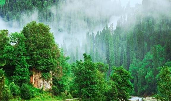 中国最美十大森林：大自然中生命的摇篮，你最向往哪一个森林？