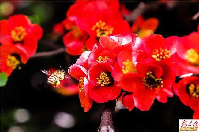 海棠花開紅似錦_花貴妃