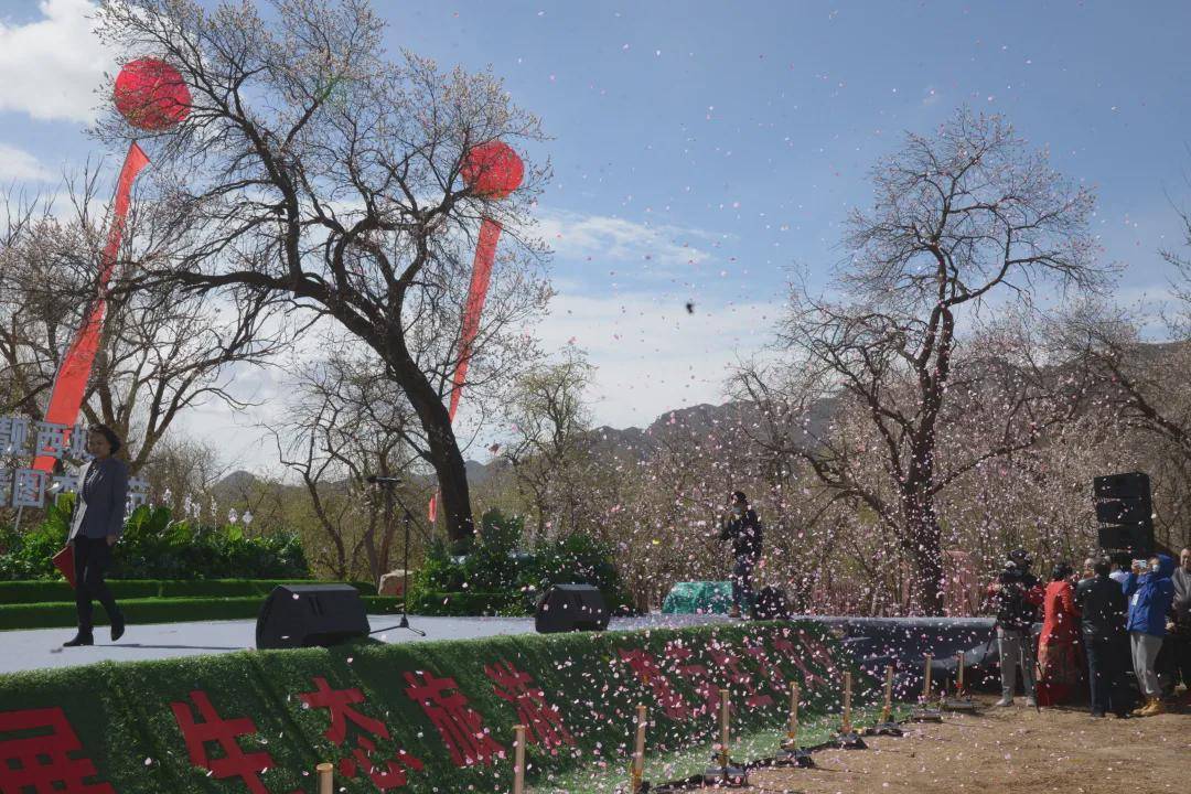 呼和浩特市回民区举办第十届乌素图杏花节