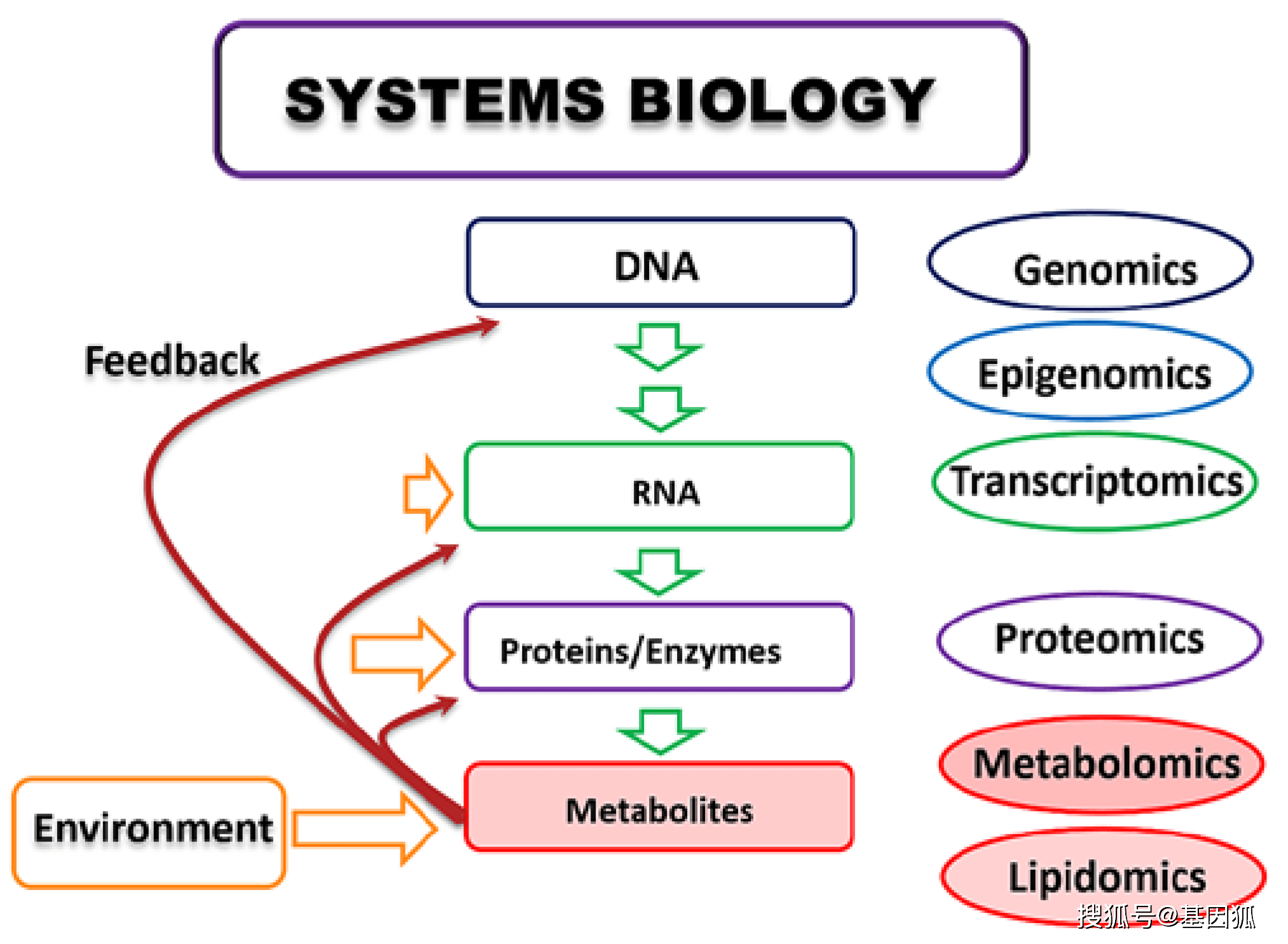 代谢组学：技术有限、应用无限_研究