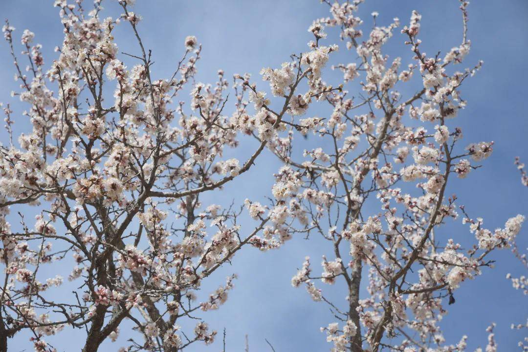 呼和浩特市回民区举办第十届乌素图杏花节