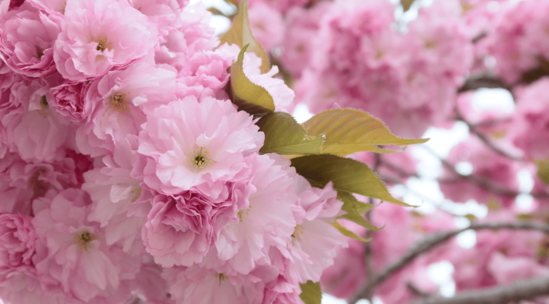 渐次"落幕" 园内上千株晚樱开始纷纷进入观赏期 晚樱品种花朵饱满重瓣