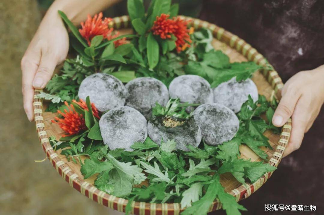 洞天药市罗浮山岭南特色艾种红脚艾与健康生活息息相关