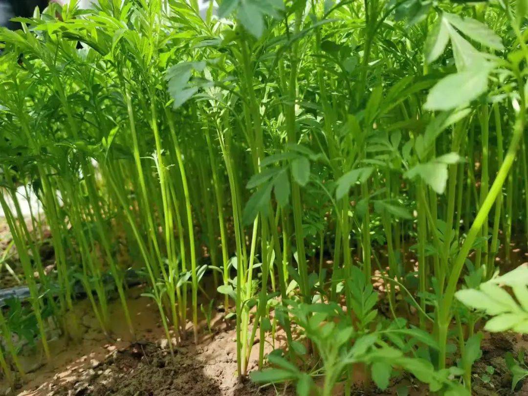 甘肃成县黄陈镇黄陈村:万寿菊苗移栽工作全面开展