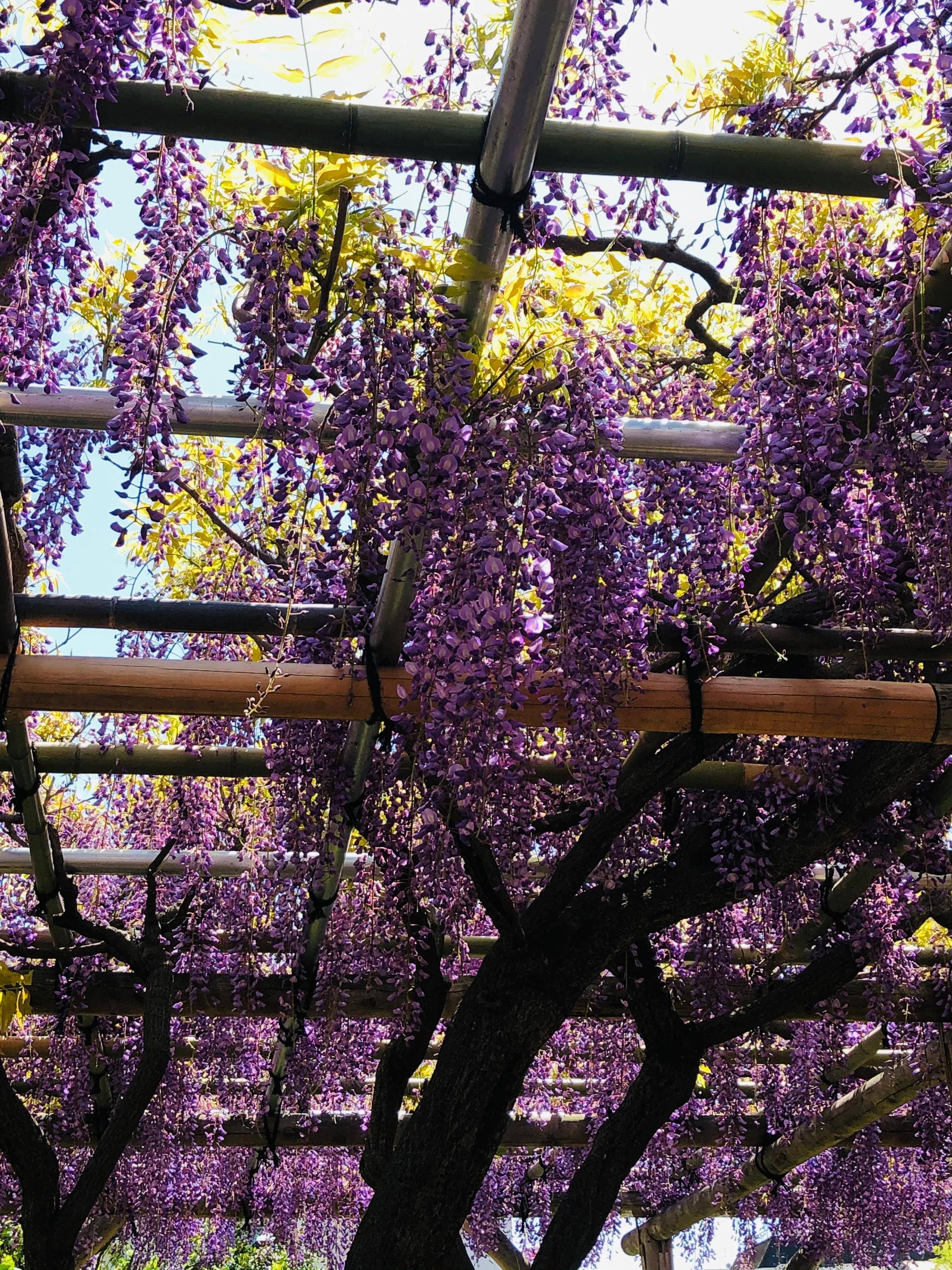 闹市里的紫藤花开，虽然现在东京疫情蔓延防止中，游人依然众多
