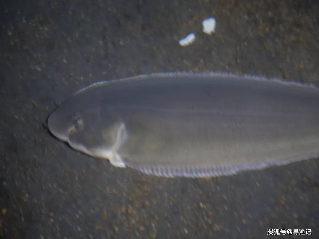 手机壁纸高清动态鱼 3297a5bba6084099bb806cbfe53722ca.jpeg