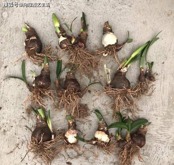 光照是直接照射在朱顶红种球上的,光照充足,便于朱顶红根系的发育生长