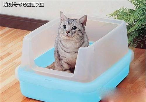 养宠小知识】猫尿多费猫砂怎么办_猫咪