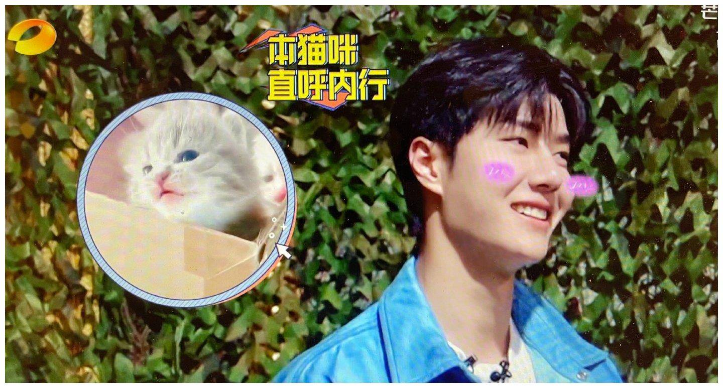 王一博演的猫合照图片