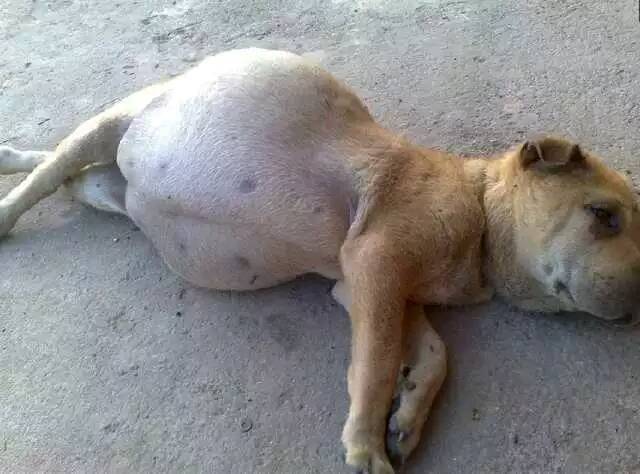 男子發現一隻狗狗肚大如球，以為是懷孕，得知真相後氣壞了 萌趣萌寵 第4张