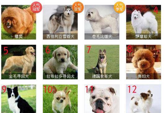 最受歡迎的狗狗排名_十二星座受歡迎排名