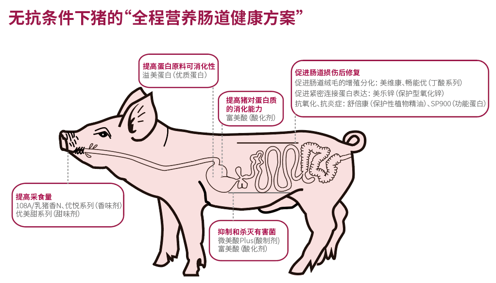 猪粉肠解剖图图片