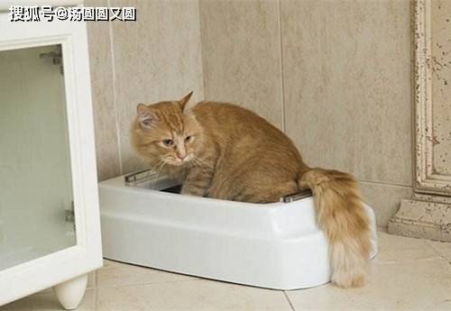 怎么看小猫有没有拉屎 d6231dd1d96247ddb11903db4d4aa48c.jpeg