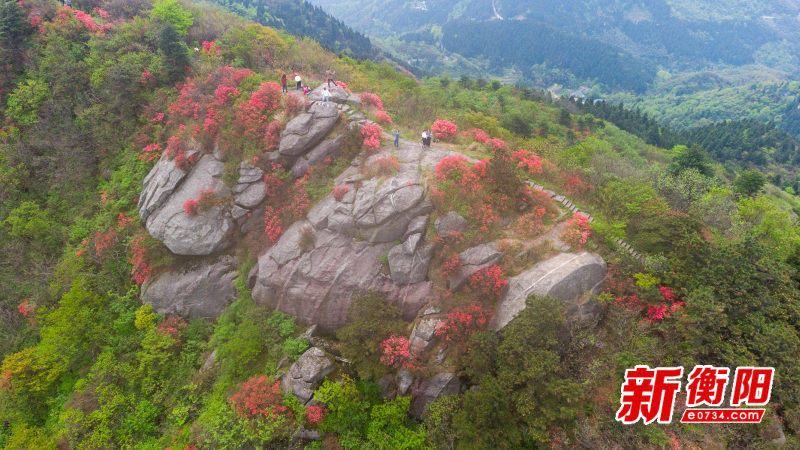 南岳衡山景区五彩杜鹃盛放 吸引不少游客驻足观赏