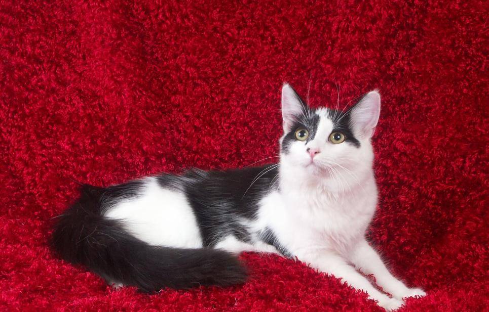 猫咪怎么才能亲近自己 18122ecbf7b842928988dc77c0ca95a2.jpeg