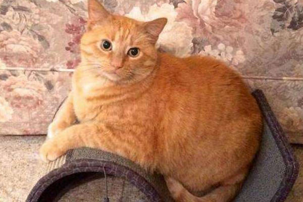 十个橘猫九个胖，还有一个压塌炕，真的是大“橘”为重啊！_猫咪