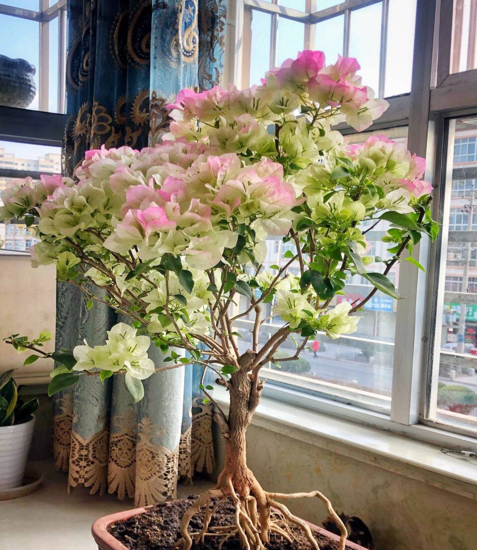 精品三角梅老桩盆栽 acfeab7edbf34bbb9995e286d571c4e0.jpeg