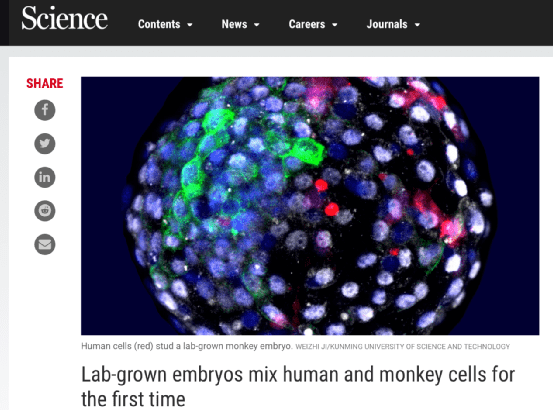 中美科学家造出“人-猴胚胎”，是创新还是灾难？