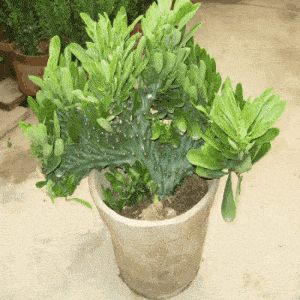 e3d2d9fb59144937b7439d698c09dd5c.gif
