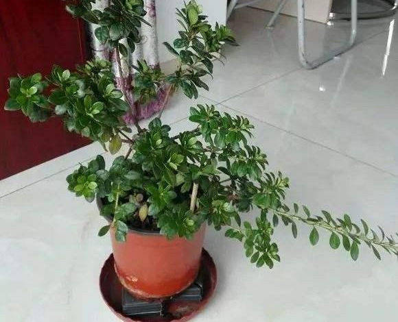 发财树怎么浇水才能更多 4425e1e7456b408caab2495c3997948f.jpeg