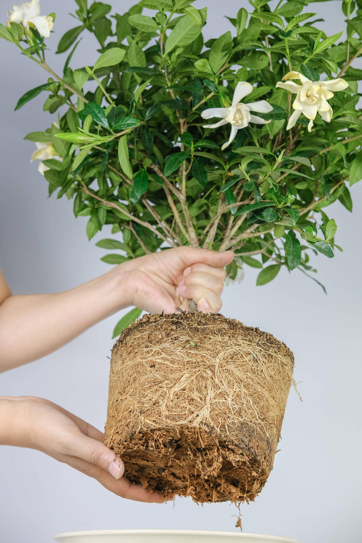 春天给花换盆 掌握换盆技巧 换完呼呼长 花草