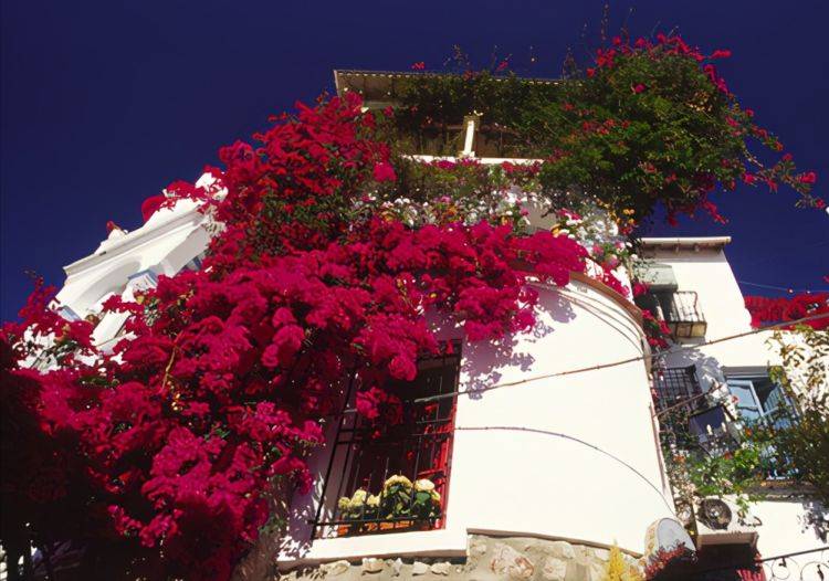 可以爬窗户的花 b351606ca0d54af5a29c7377bd395261.jpeg