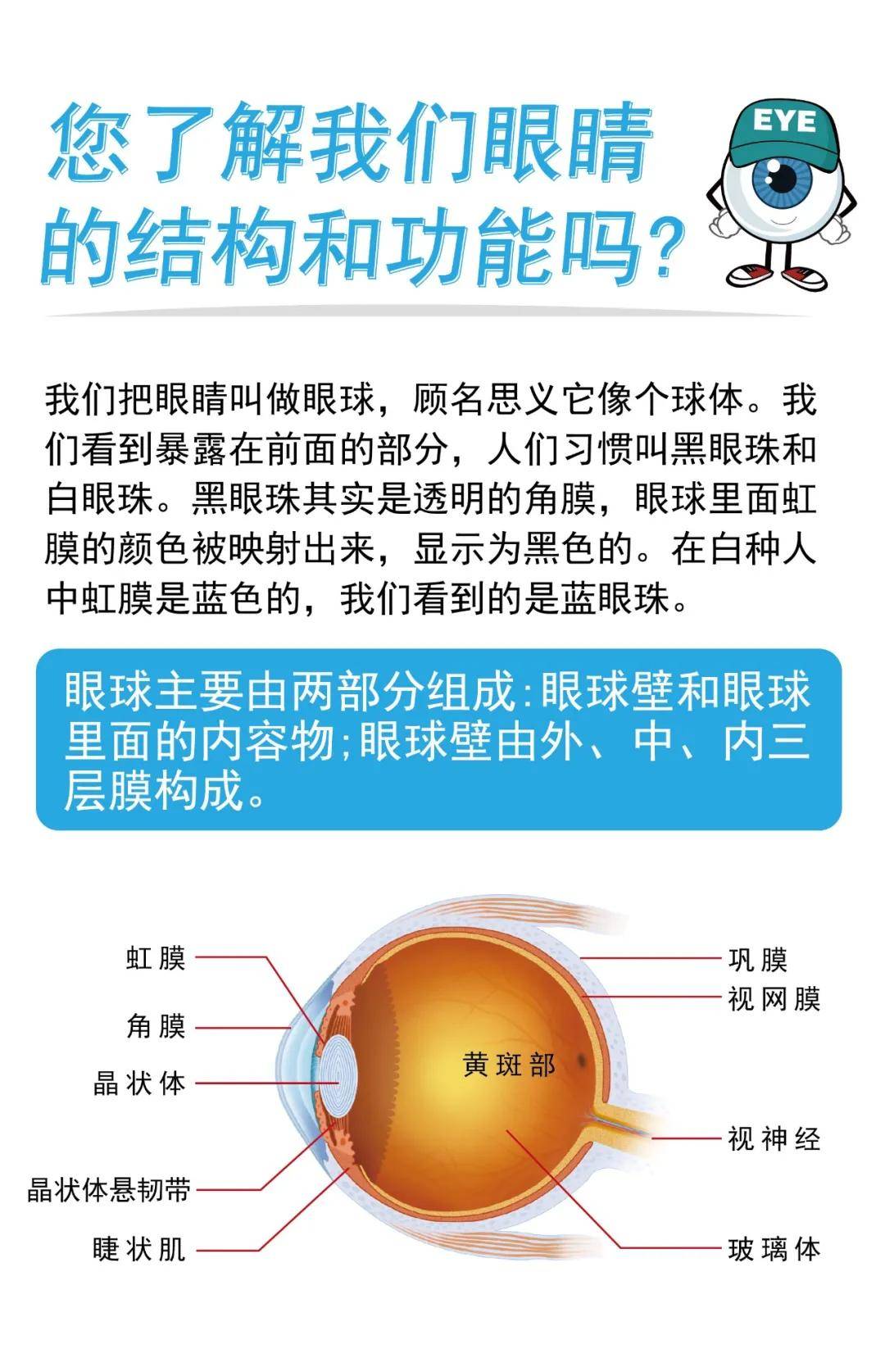 您瞭解我們眼睛的結構和功能嗎?