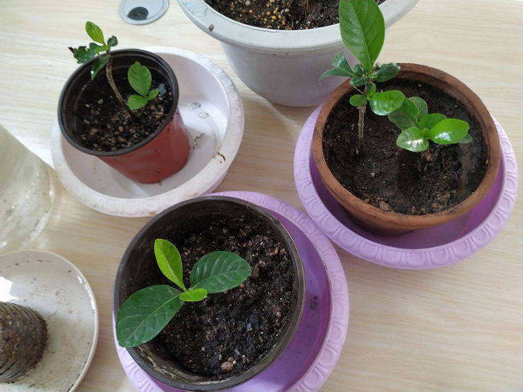 怎么样自制生根水 de51ee4aae5242c2b9b1f0dbdaea24e9.jpeg