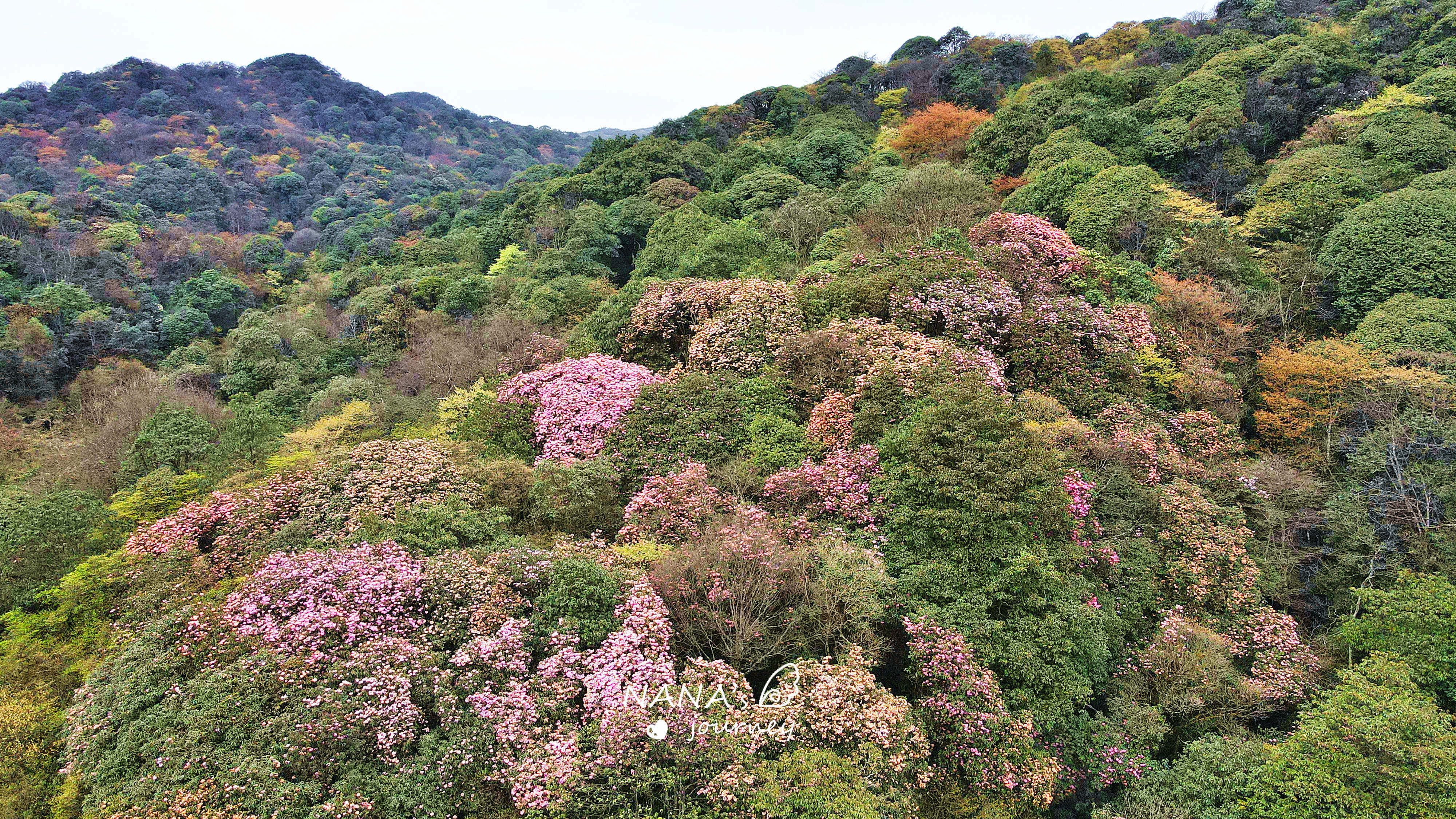 原创重庆这座低调的山即将开遍高山杜鹃快来get最美拍照秘籍吧