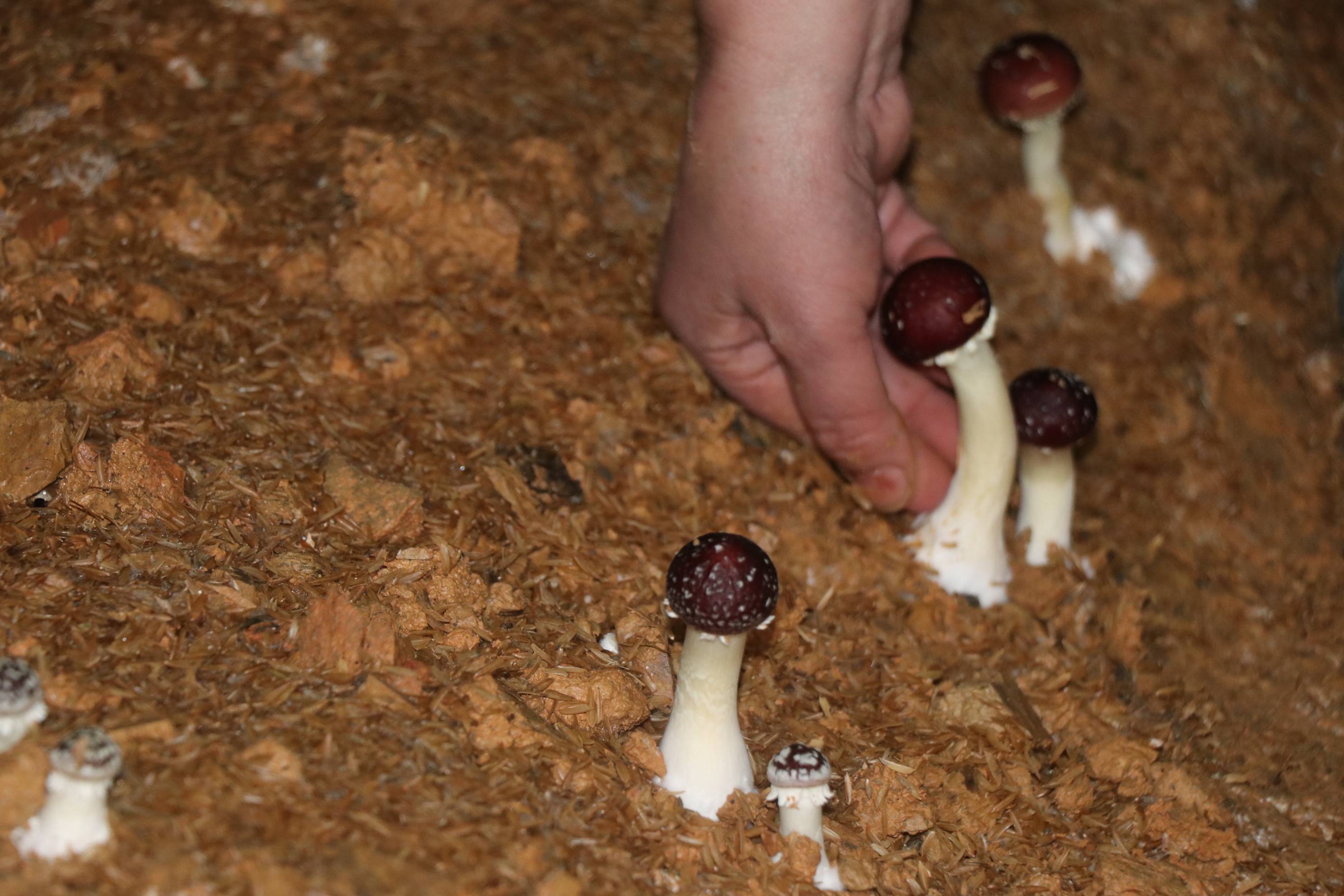 隆回:中科院红松茸试种大获成功 为乡村振兴启动生态富村模式