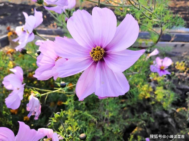 5月1日开始钱包满满 事业一顺百顺 衣食不愁的四大生肖 生活