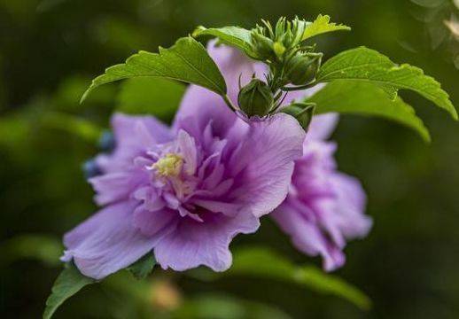 4月日开始 养花试试这几款 花香四溢 开花勤爱爆盆 光照