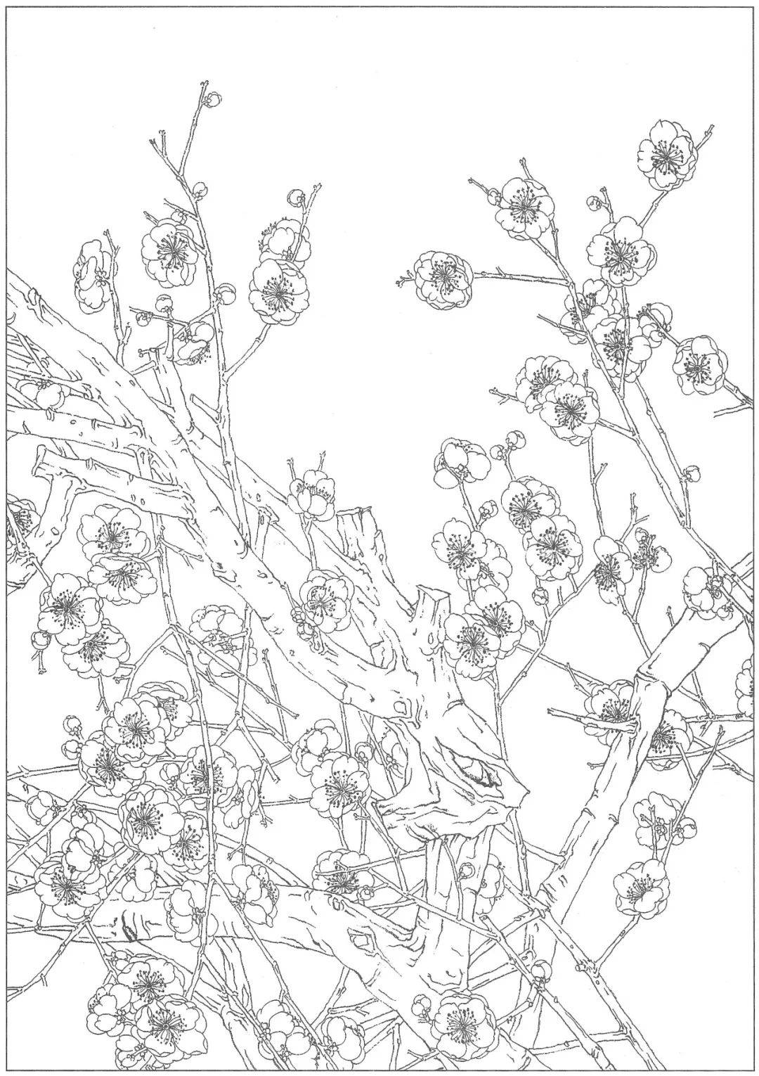 兰花线描竹子线描菊花线描