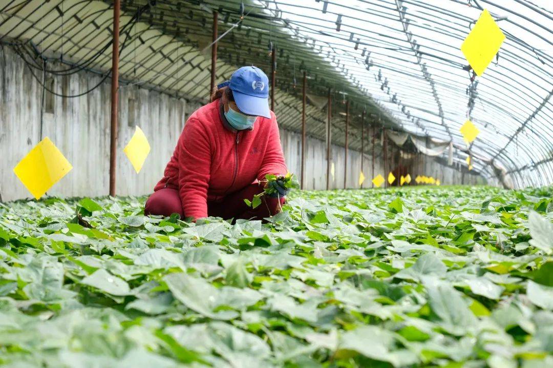 延慶甘薯種苗長得棒 