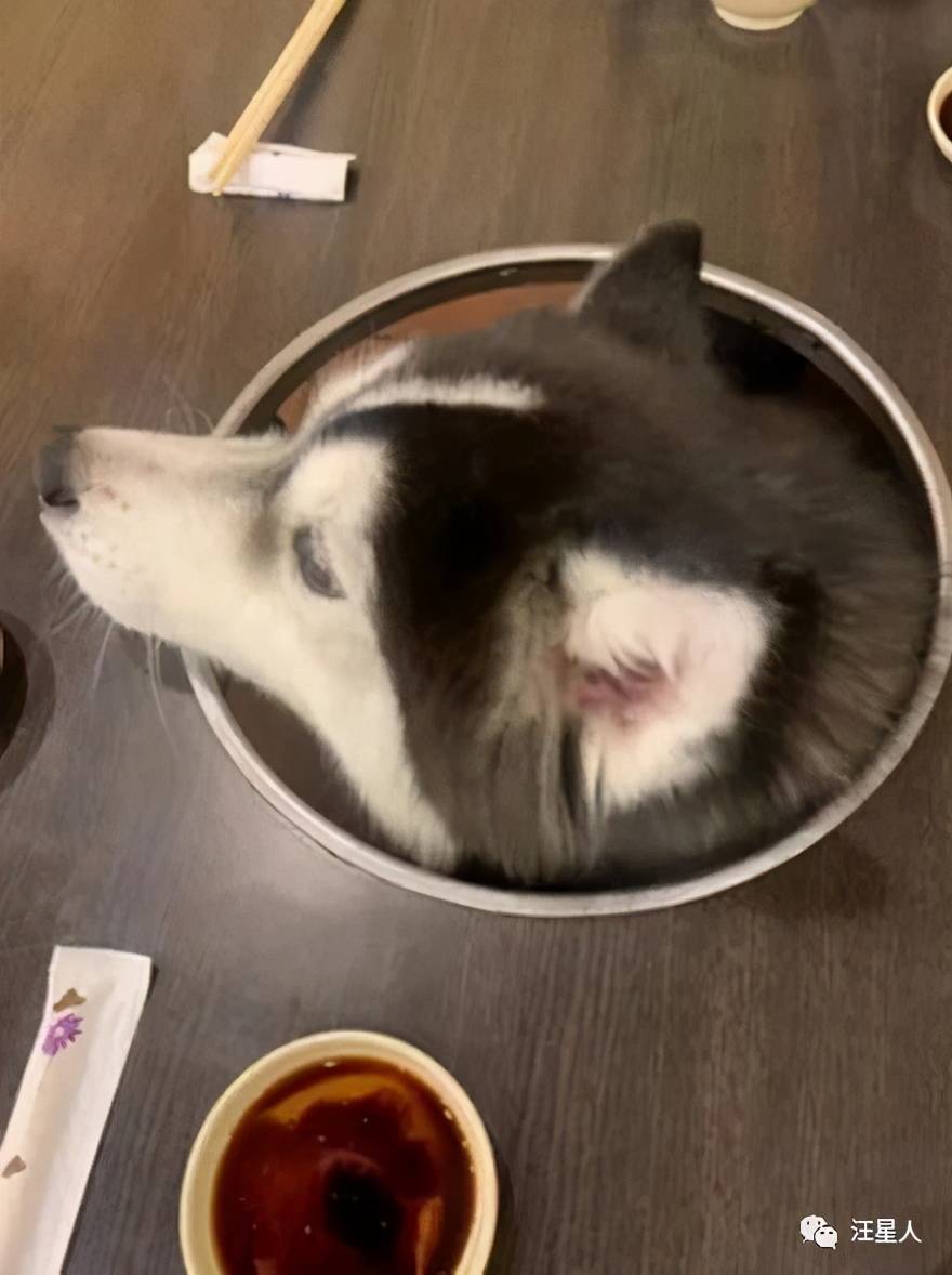 这是直接改成狗肉火锅了吗 哈哈哈哈哈