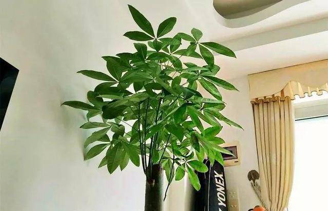 家里养发财树有什么说法吗 bbf77a52991446d9a495eebacfca97c1.jpeg