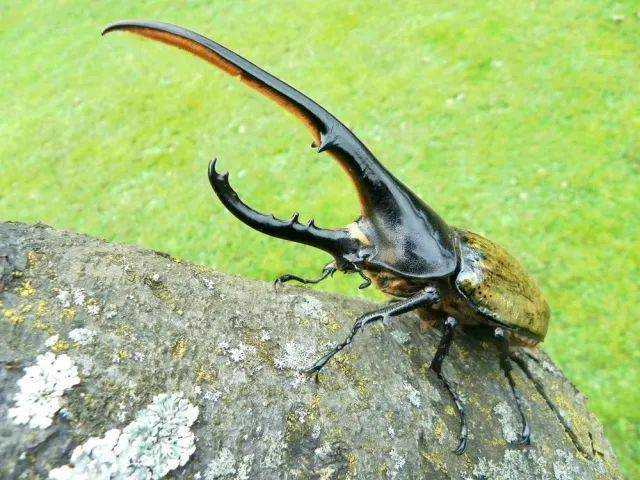 我国海关截获巨型甲虫像人的手掌般大因力量大被称大力神