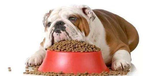 怎么看小狗是否吃饱了 720a7a311f234ce58a49048fbea9013e.jpeg