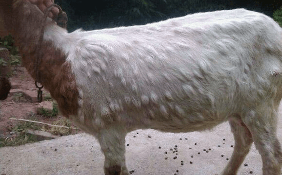 得了羊痘怎么办羊痘用什么药好