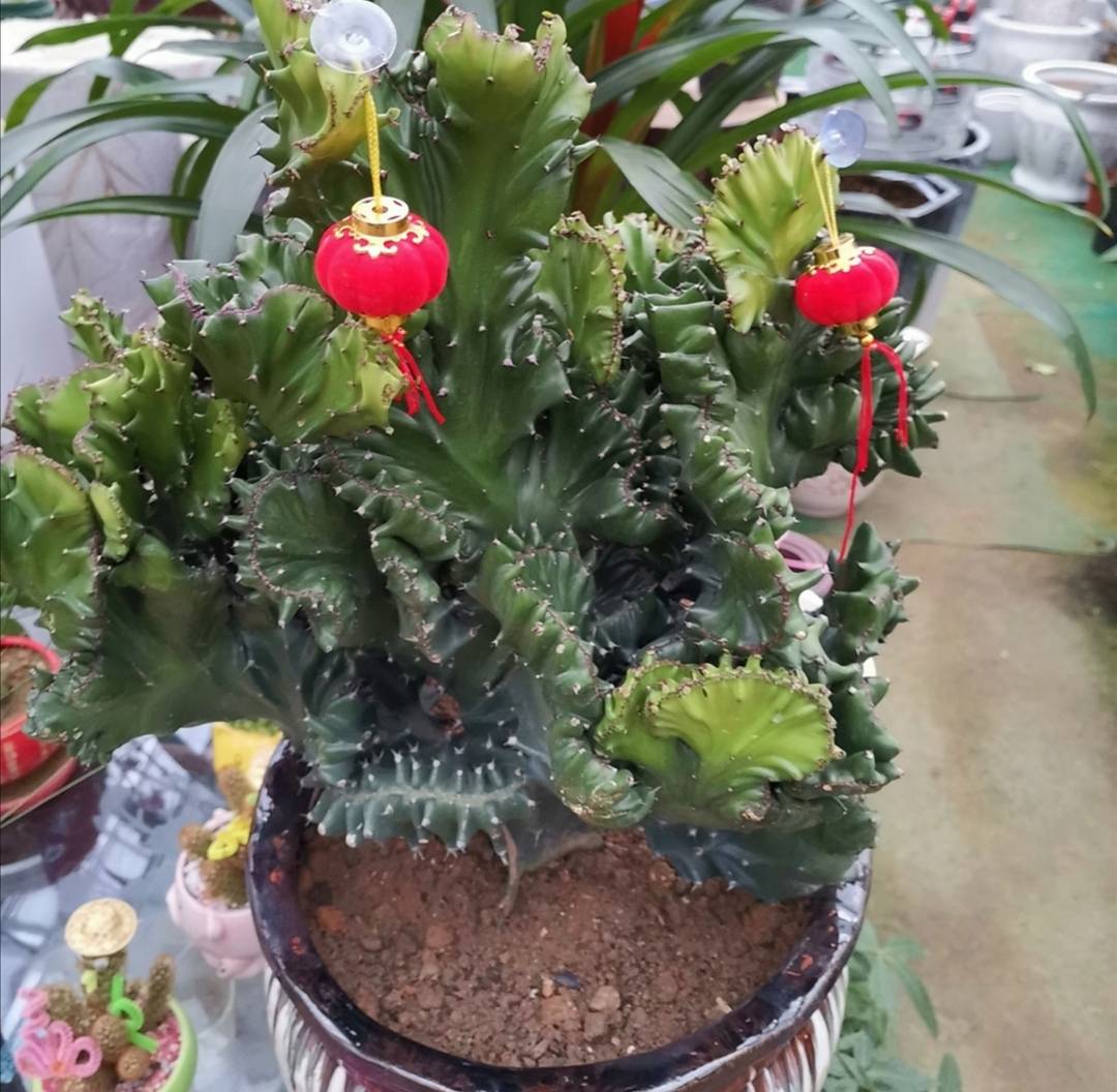 原创家中养盆玉麒麟招财旺宅寓意好还容易养护