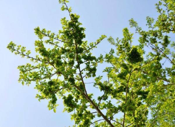 曾被叫做"穷人的粮食",是春季的美味食材,如今却越来越少见_榆树