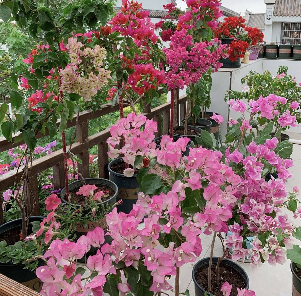 三角梅开花过程 0debe9f55eff478985089c3f994d4b9a.jpeg
